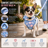 Chihuahua wearing a blue floral harness and bow collar