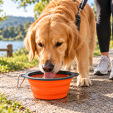 Dog drinking from an orange collapsible bowl