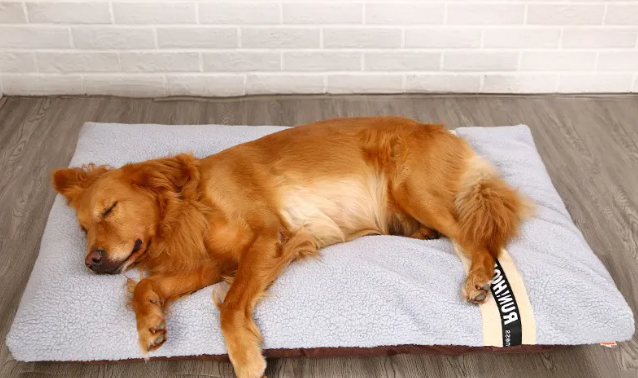 Pet Bed & Short Plush