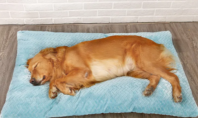 Pet Bed & Short Plush