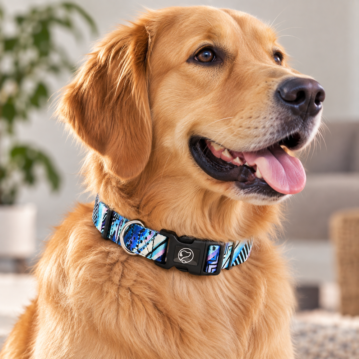 Small Dog Collars