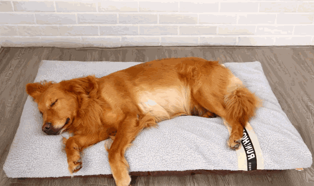 FurRoad Cozy Pet Bed for Comfort